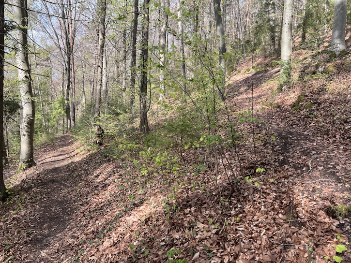 A serene path winding through a quiet forest in early morning light.