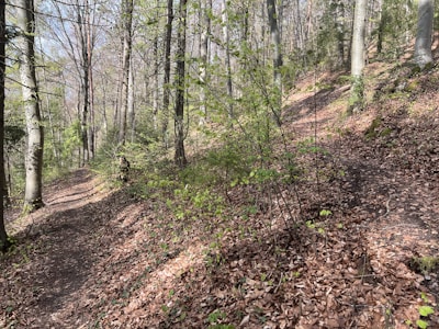 A serene forest path winding through tall trees with soft sunlight filtering through the leaves.
