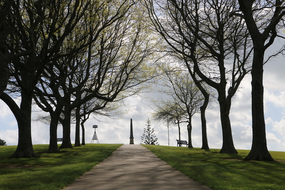 a pathway in a park lined with trees