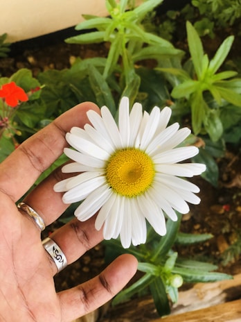 A hand holding a white daisy with a vibrant yellow center, set against a background of green foliage and a red flower.
