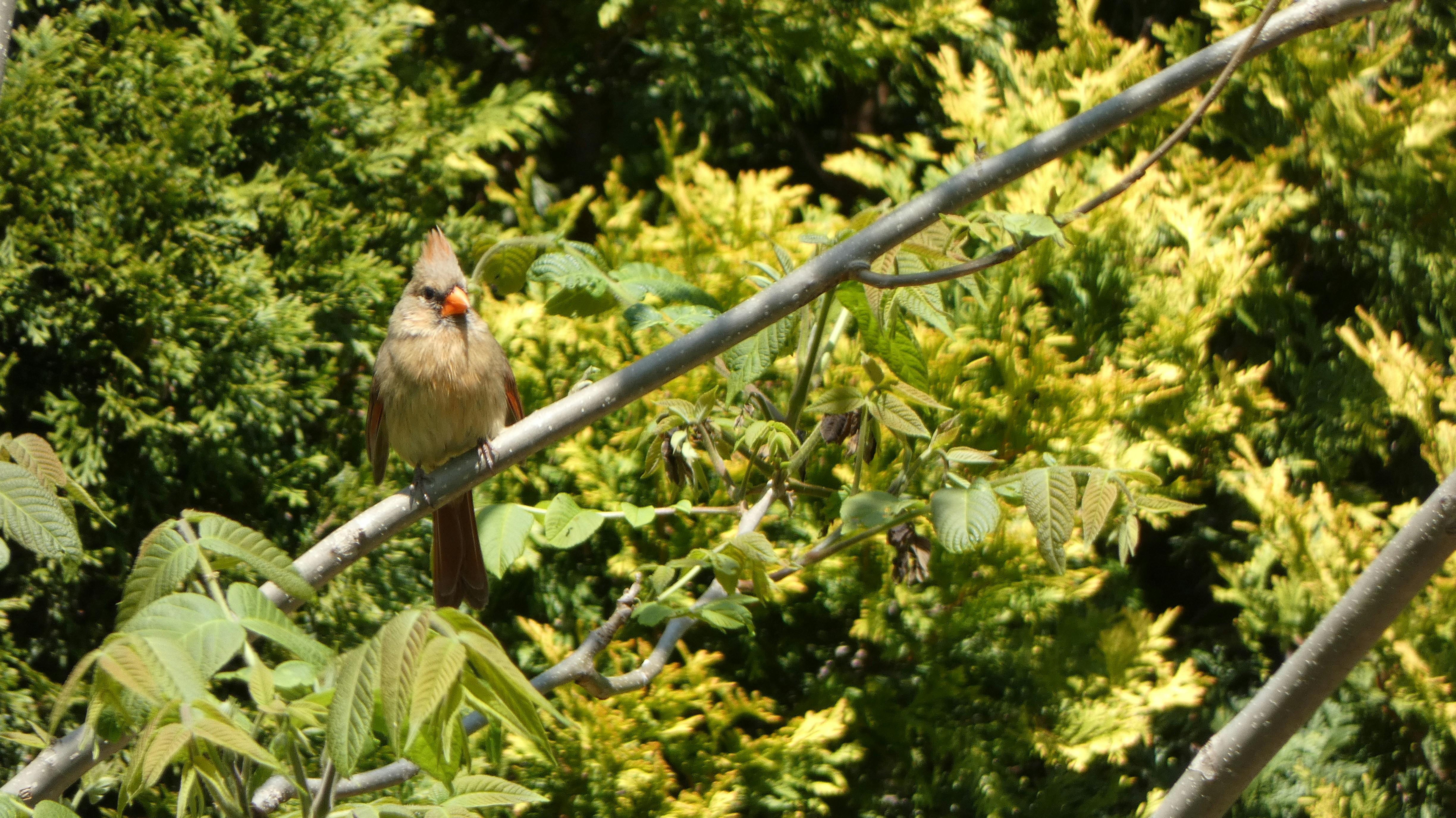 a bird sitting on a branch in a tree