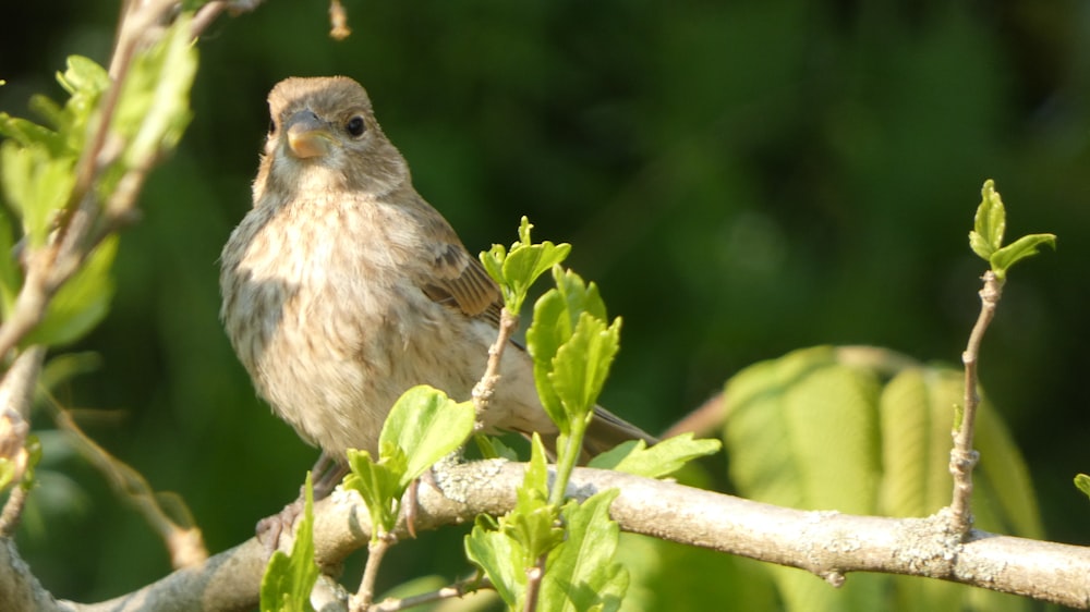 Un pequeño pájaro encaramado en una rama de un árbol