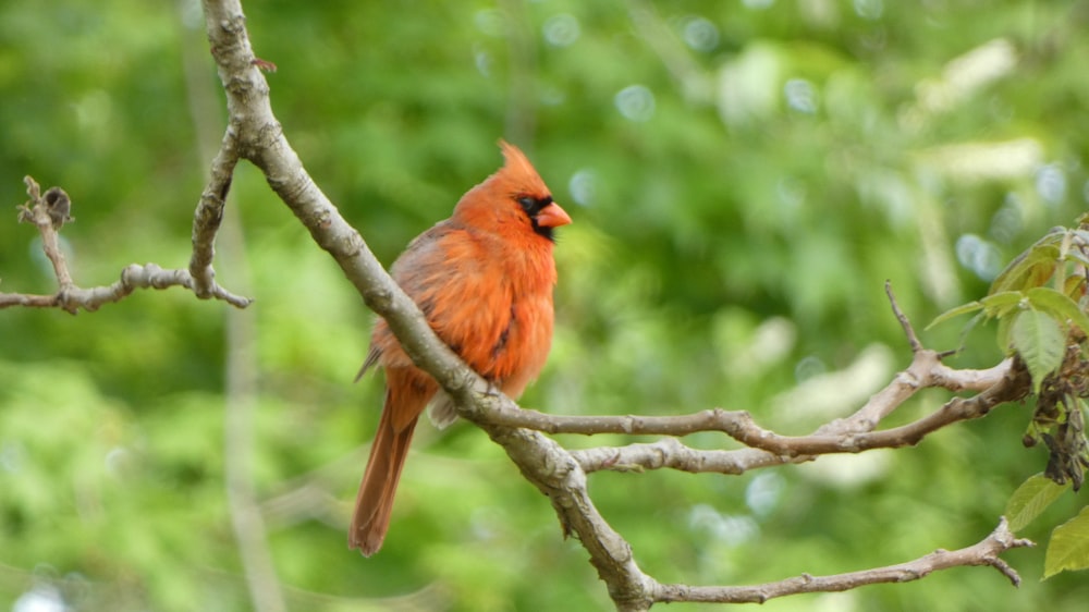 un oiseau rouge assis au sommet d’une branche d’arbre