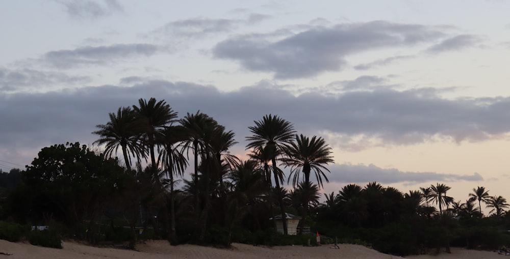 a group of palm trees sitting on top of a sandy beach