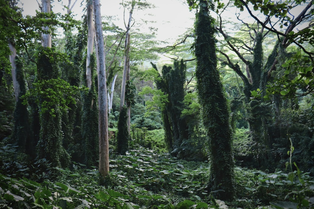 a lush green forest filled with lots of trees