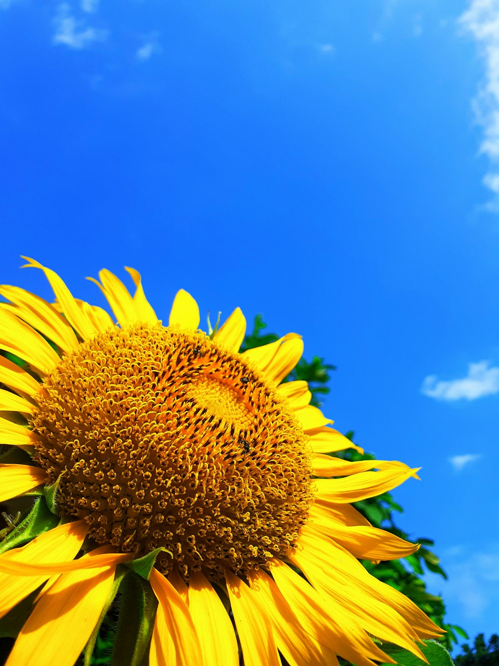 a sunflower with a blue sky in the background