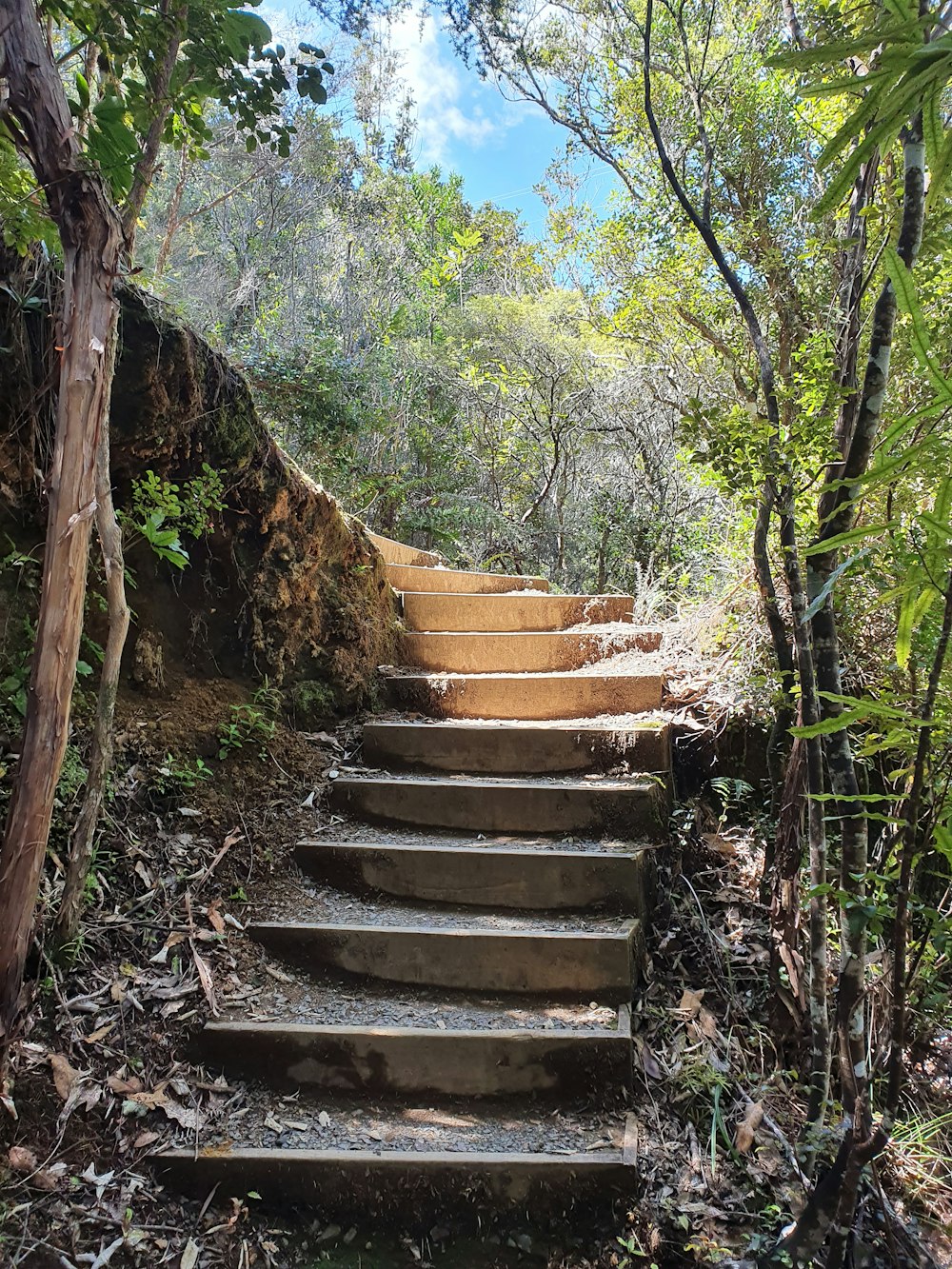 a set of stone steps in the woods