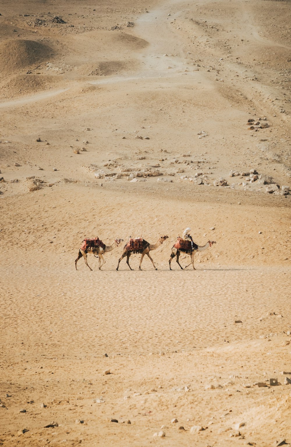 Un grupo de personas montando camellos a través de un desierto