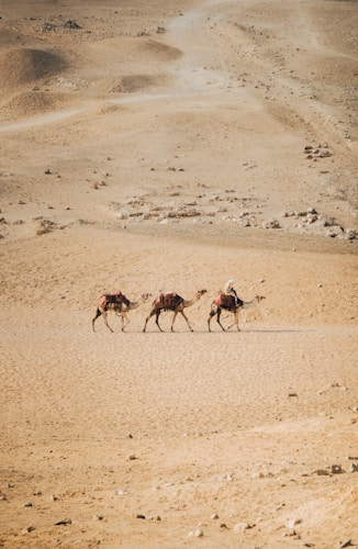 Three camels carrying saddles traverse across a vast, sandy desert landscape under soft sunlight. The ground is undulating with gentle hills and scattered small rocks.