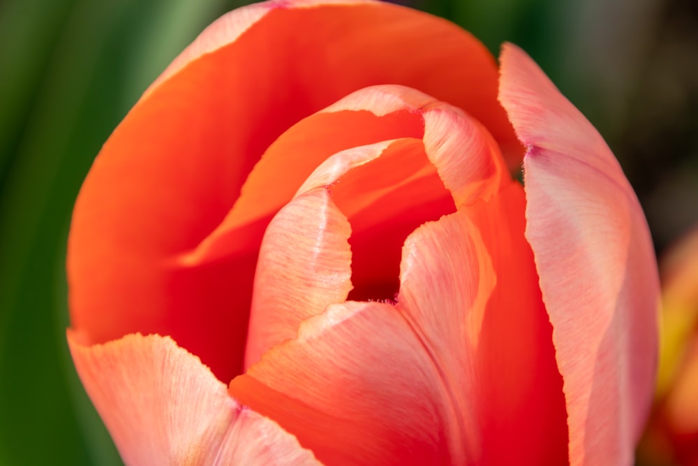 a close up of a red flower with green leaves in the background