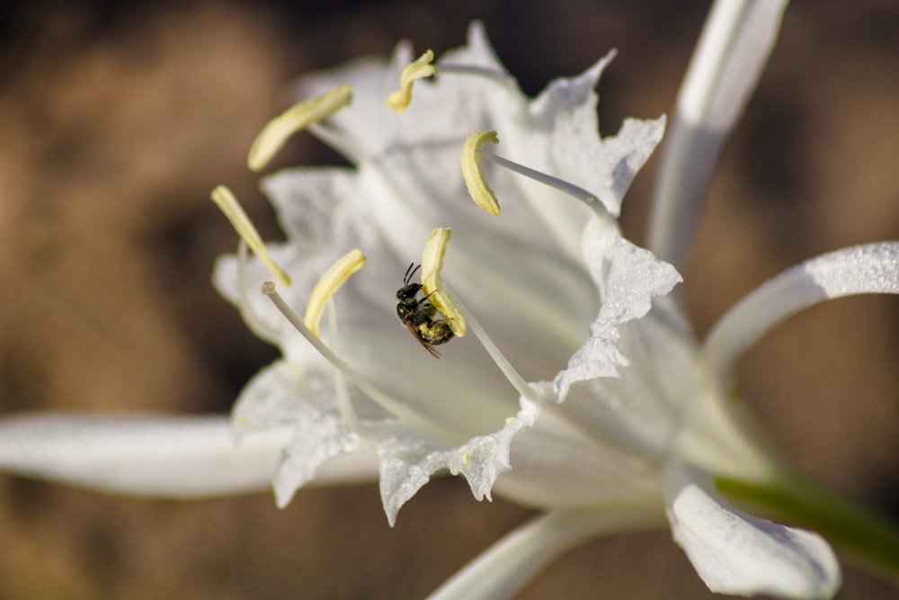 a close up of a flower with a bee on it