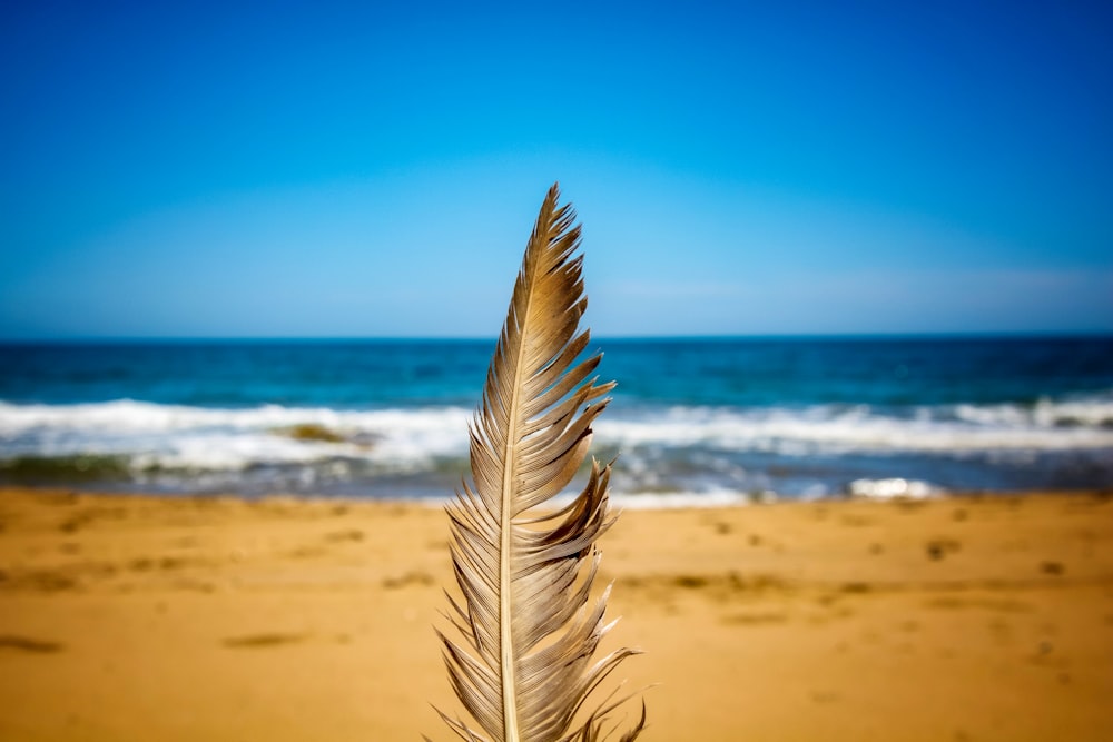 a close up of a feather on a beach