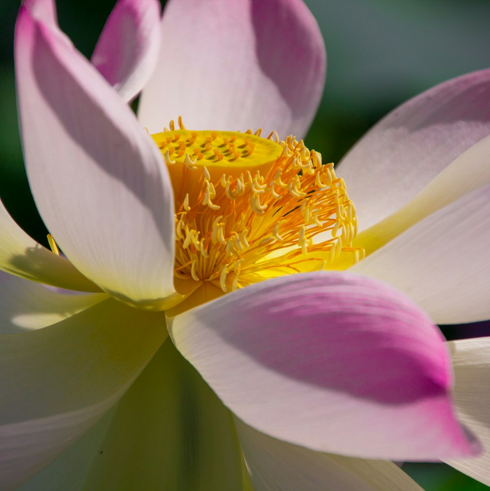 a close up of a pink and white flower