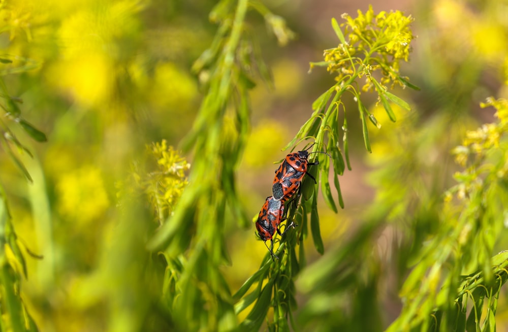 a bug sitting on top of a green plant