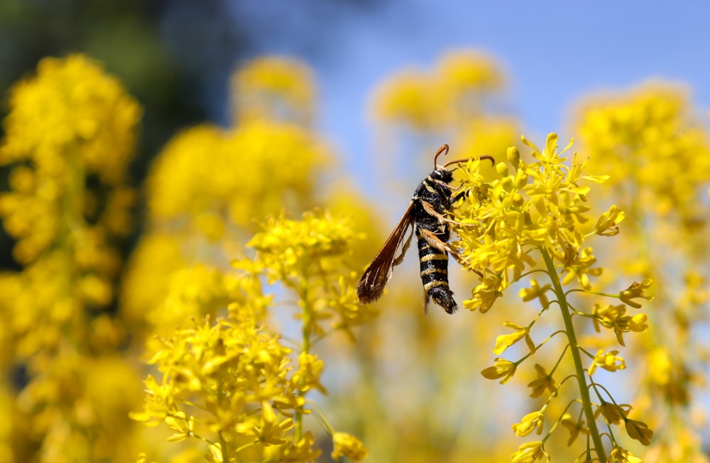 a close up of a bee on a yellow flower