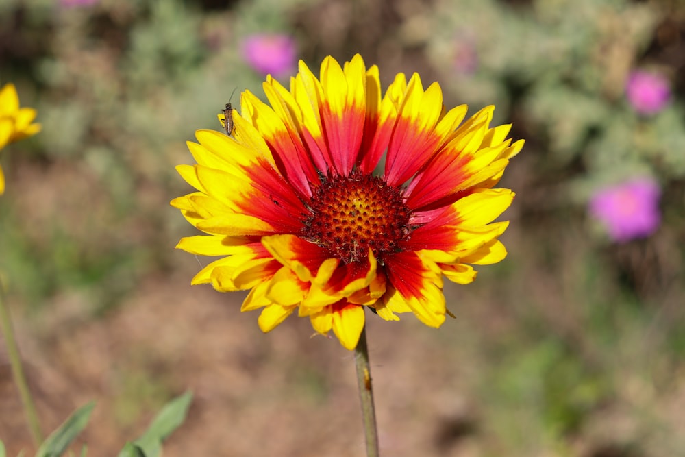 a yellow and red flower with a bee on it