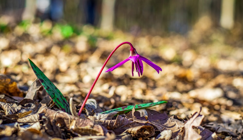 a purple flower is growing out of the leaves