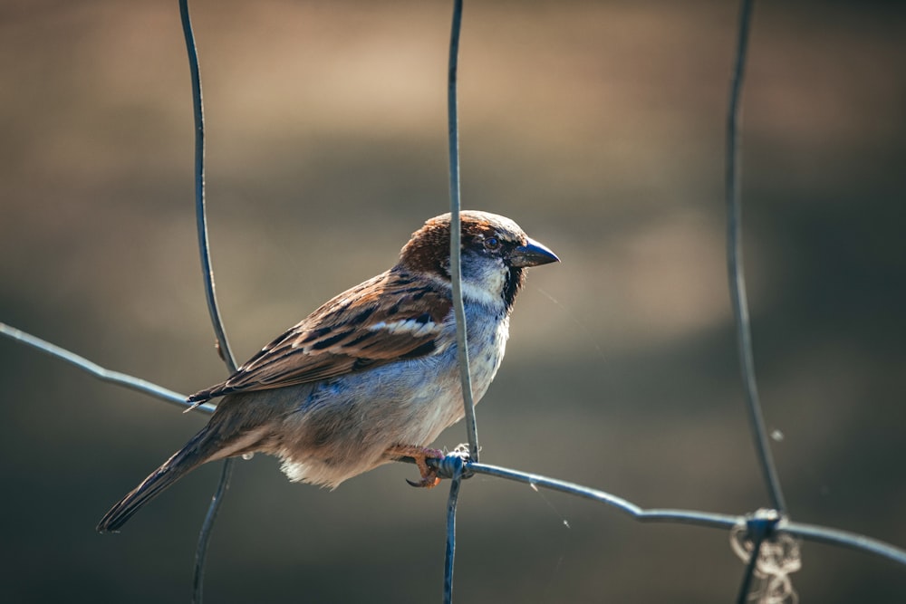 a small bird perched on a wire fence