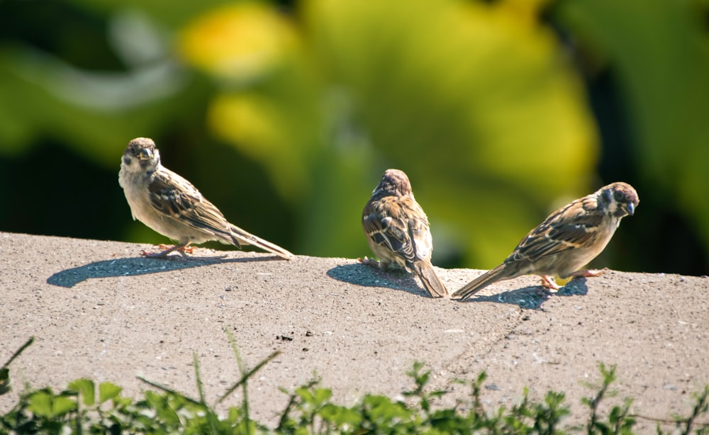 a group of birds sitting on top of a cement wall