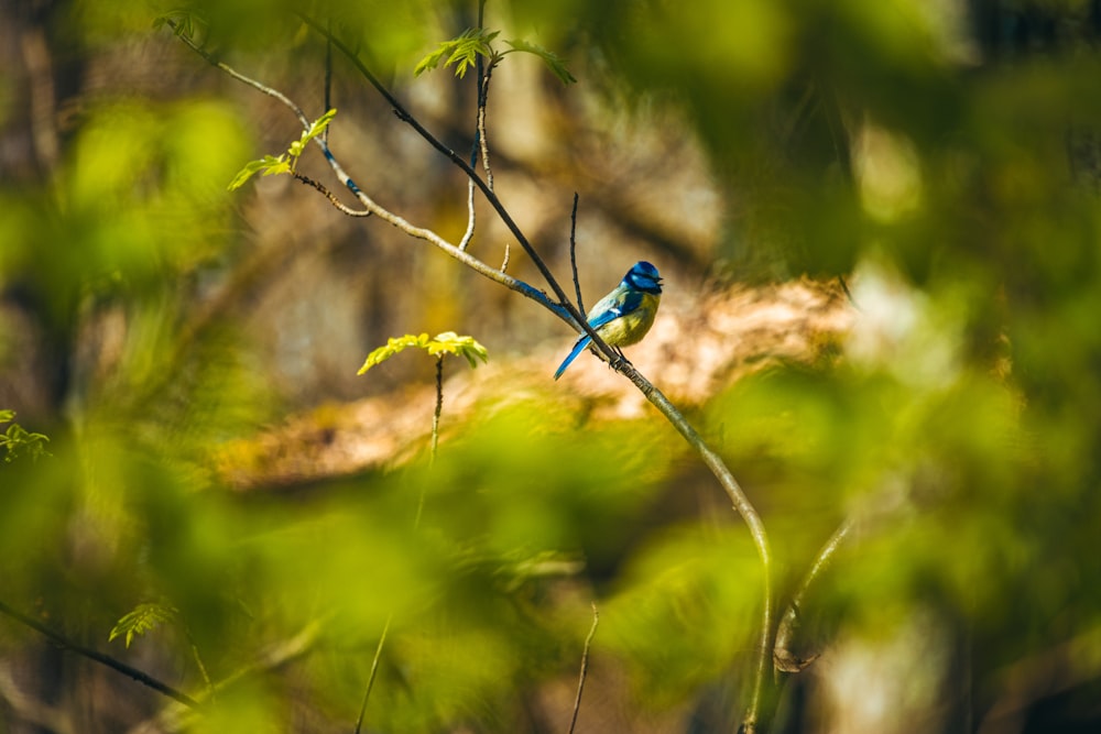 a small blue bird perched on a tree branch