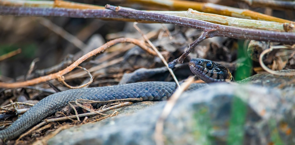 a blue snake is laying on the ground