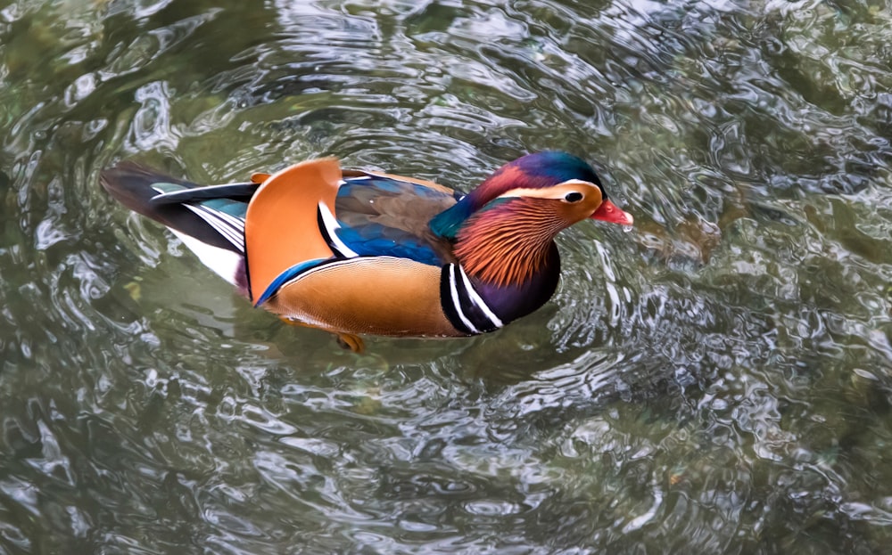 a colorful bird floating on top of a body of water