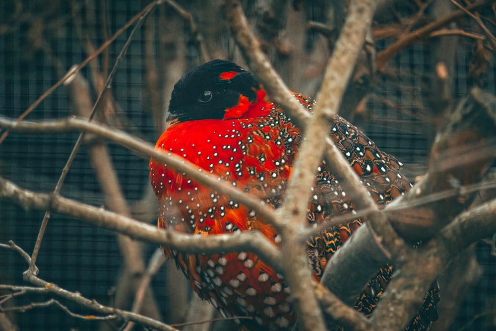 a red and black bird sitting in a tree