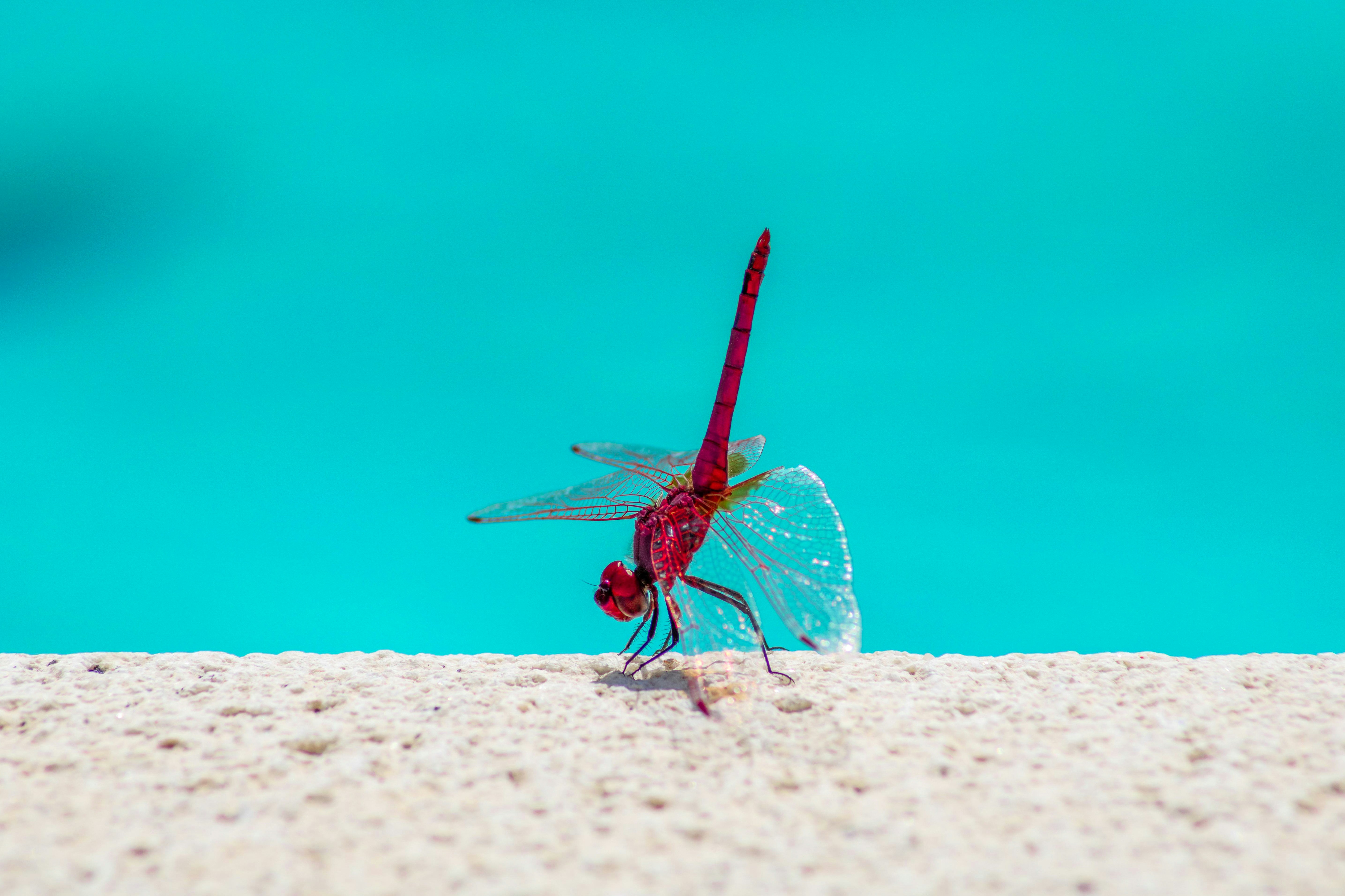 a red dragon flys across a sandy beach
