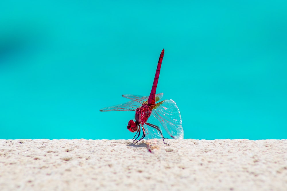 a red dragon flys across a sandy beach