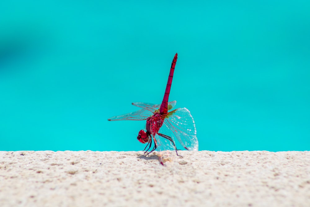 Un dragón rojo vuela a través de una playa de arena