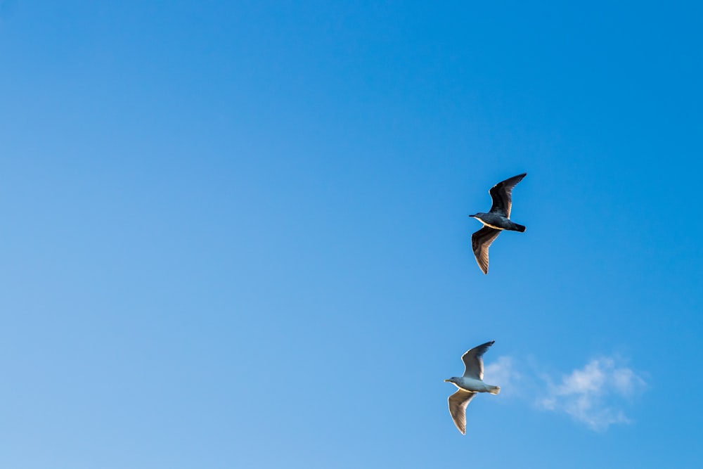 um par de pássaros voando através de um céu azul