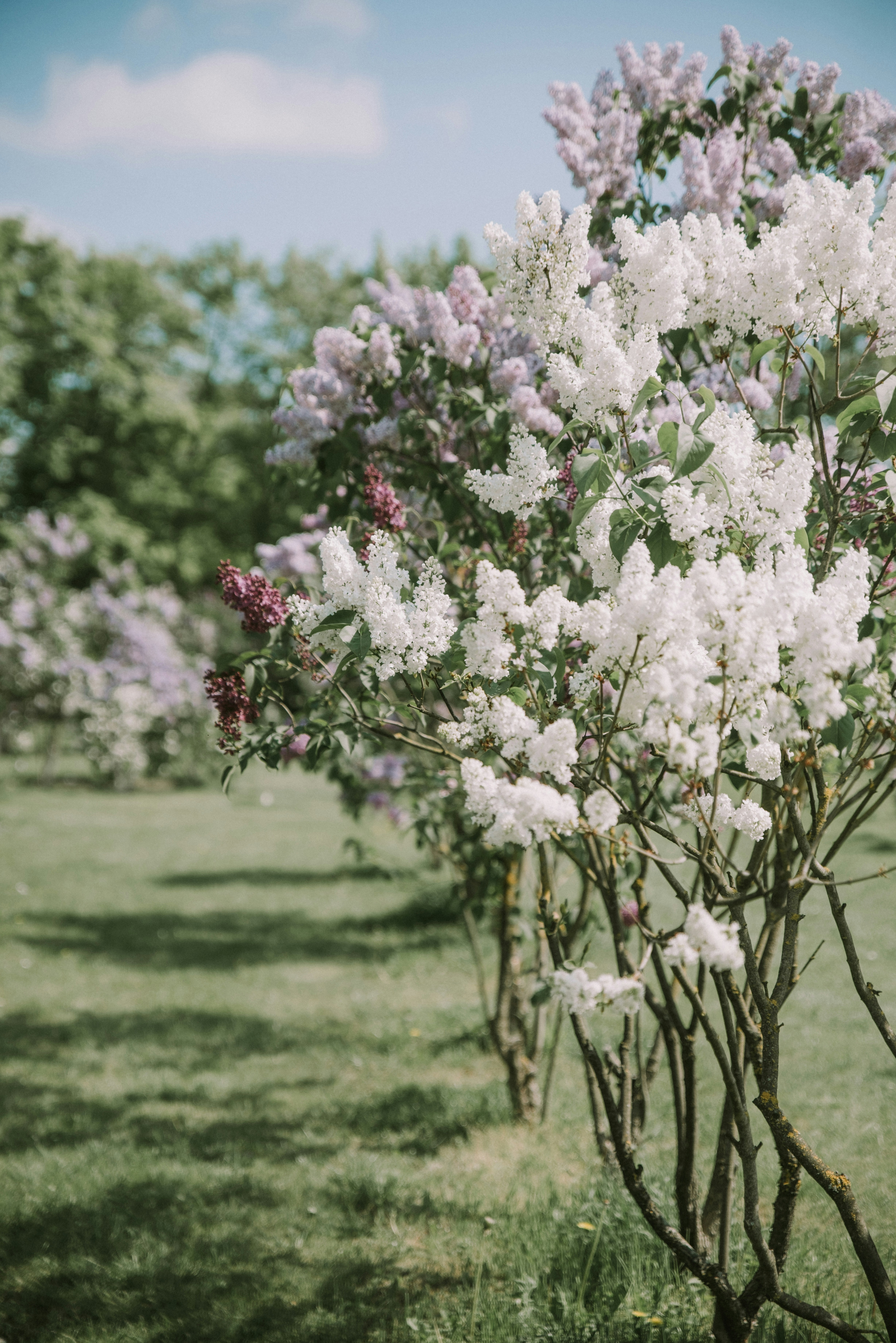 Photo by anitaaustvika