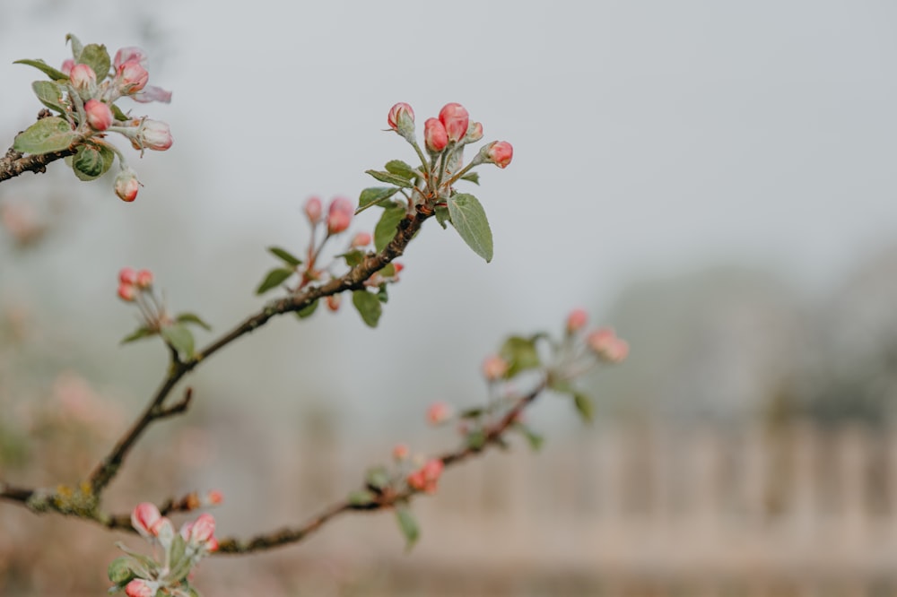 a branch of a flowering tree with pink flowers