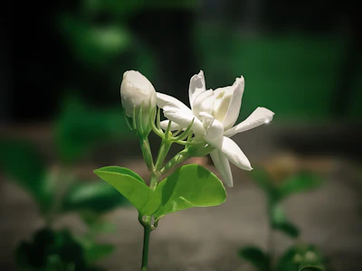 Night Jasmine Parijat Harshringar India — Sacred Tree Complete Guide