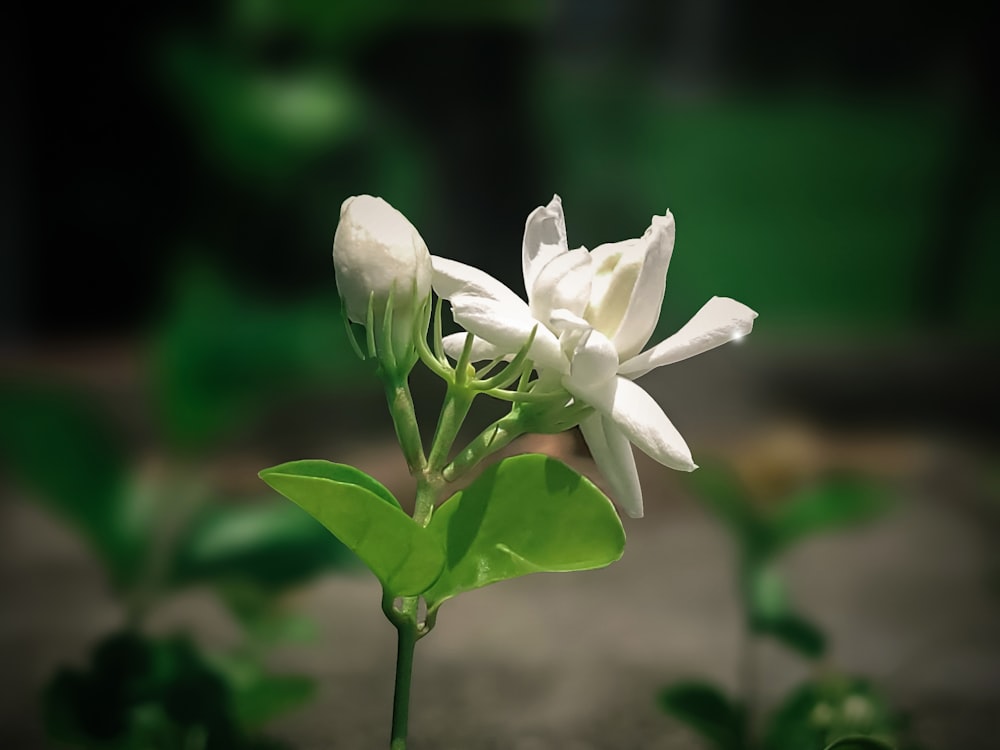 a close up of a white flower with green leaves