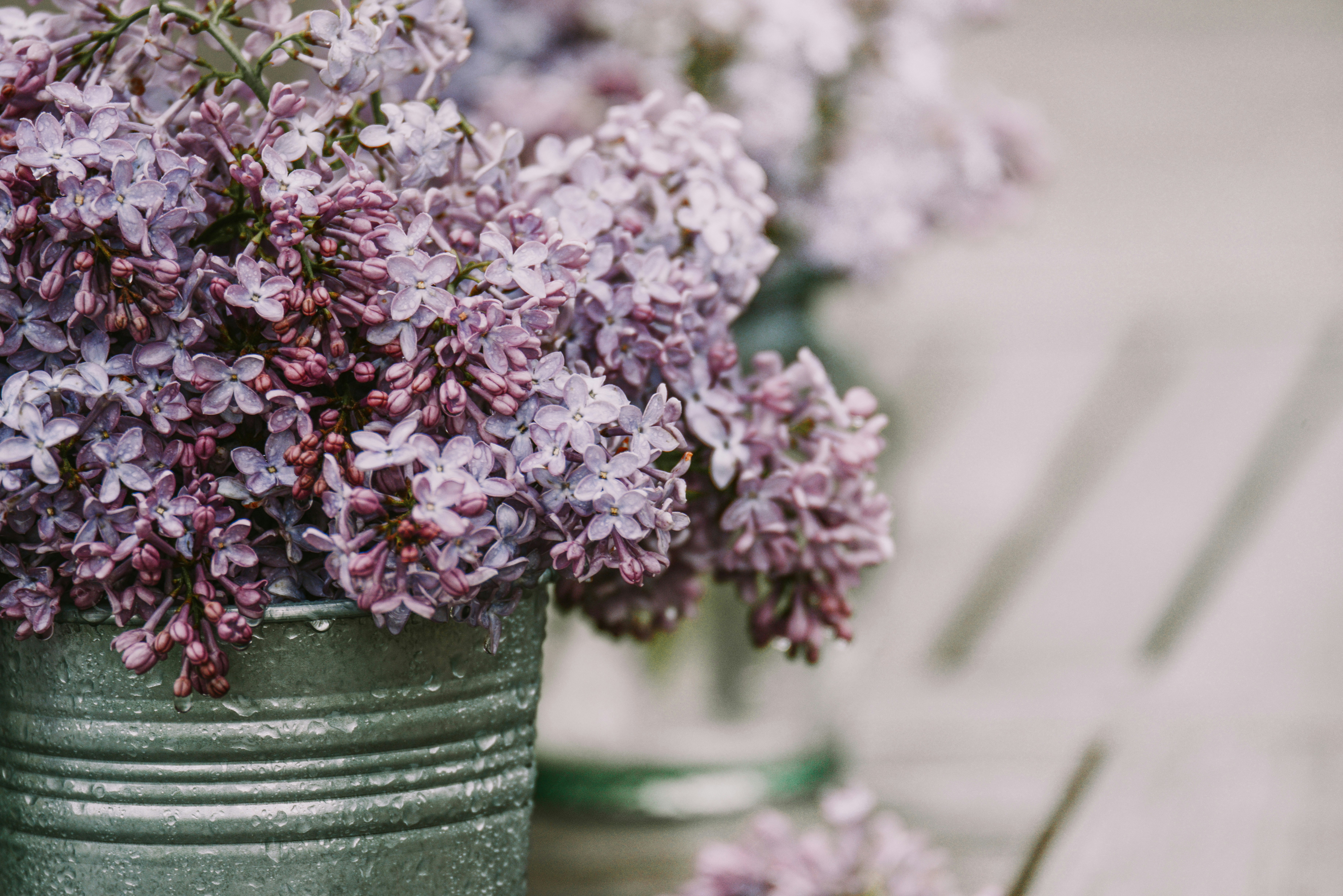 Un bouquet de fleurs violettes sont dans une boîte de conserve photo –  Image gratuite de Lilas sur Unsplash, image size:3000x2002