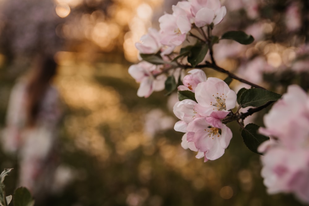 a close up of pink flowers on a tree