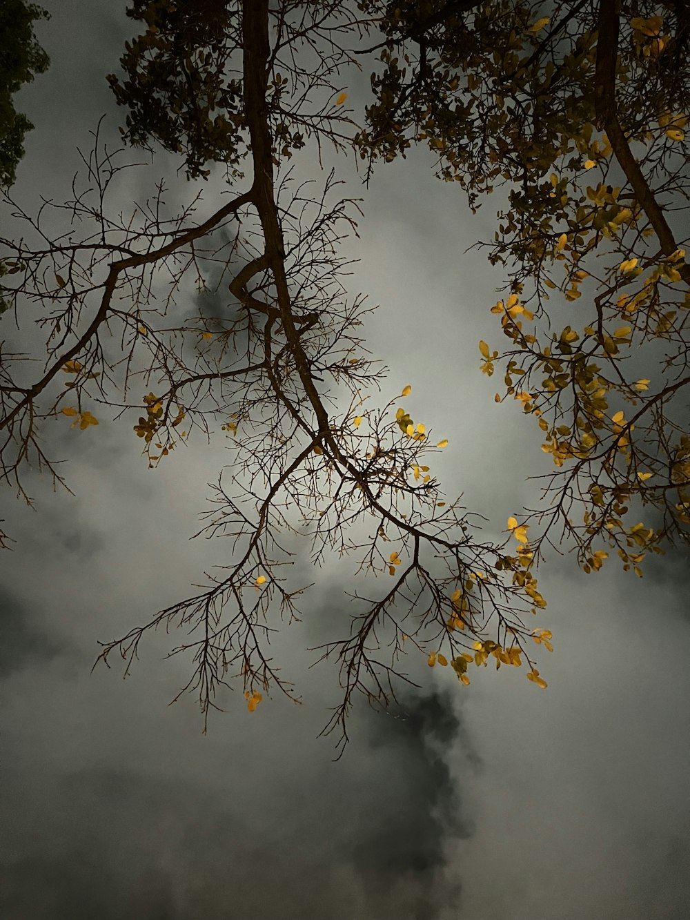 흐린 하늘을 배경으로 노란 잎사귀를 가진 나무의 가지들