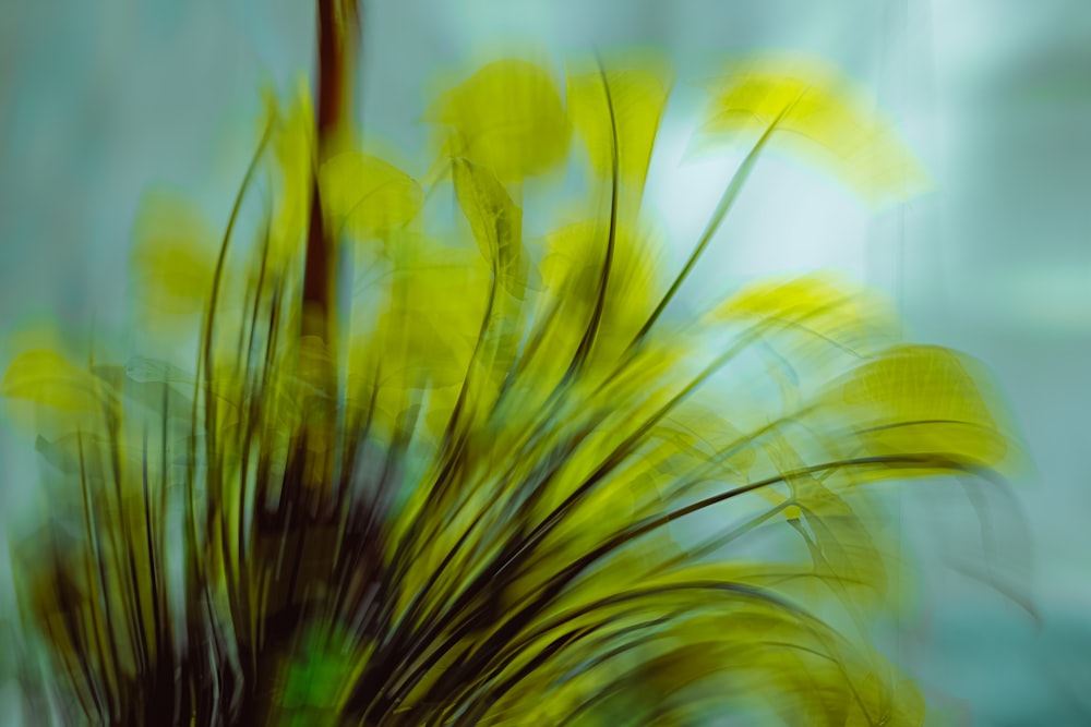 a blurry photo of a plant with yellow flowers