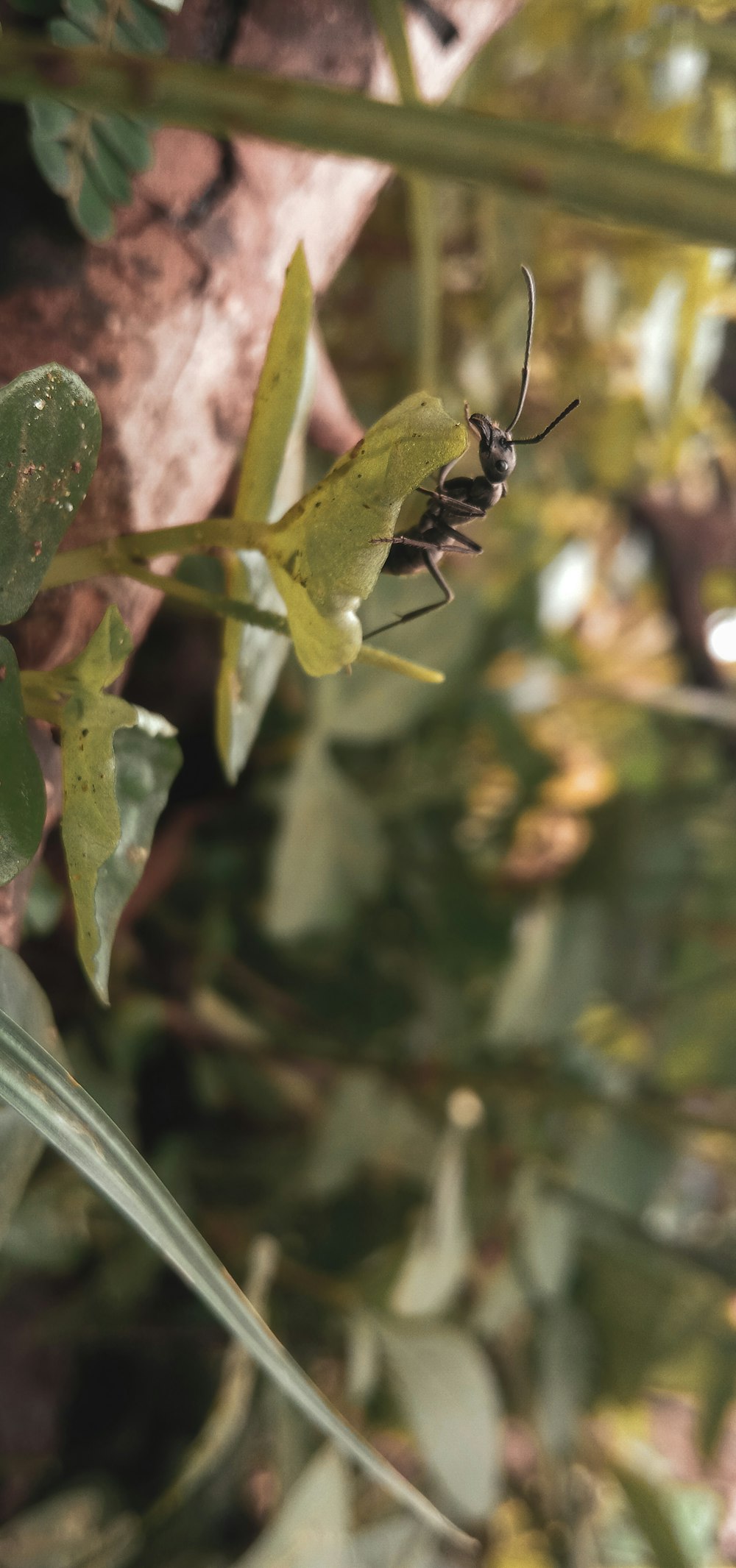 a bug sitting on top of a leaf covered tree
