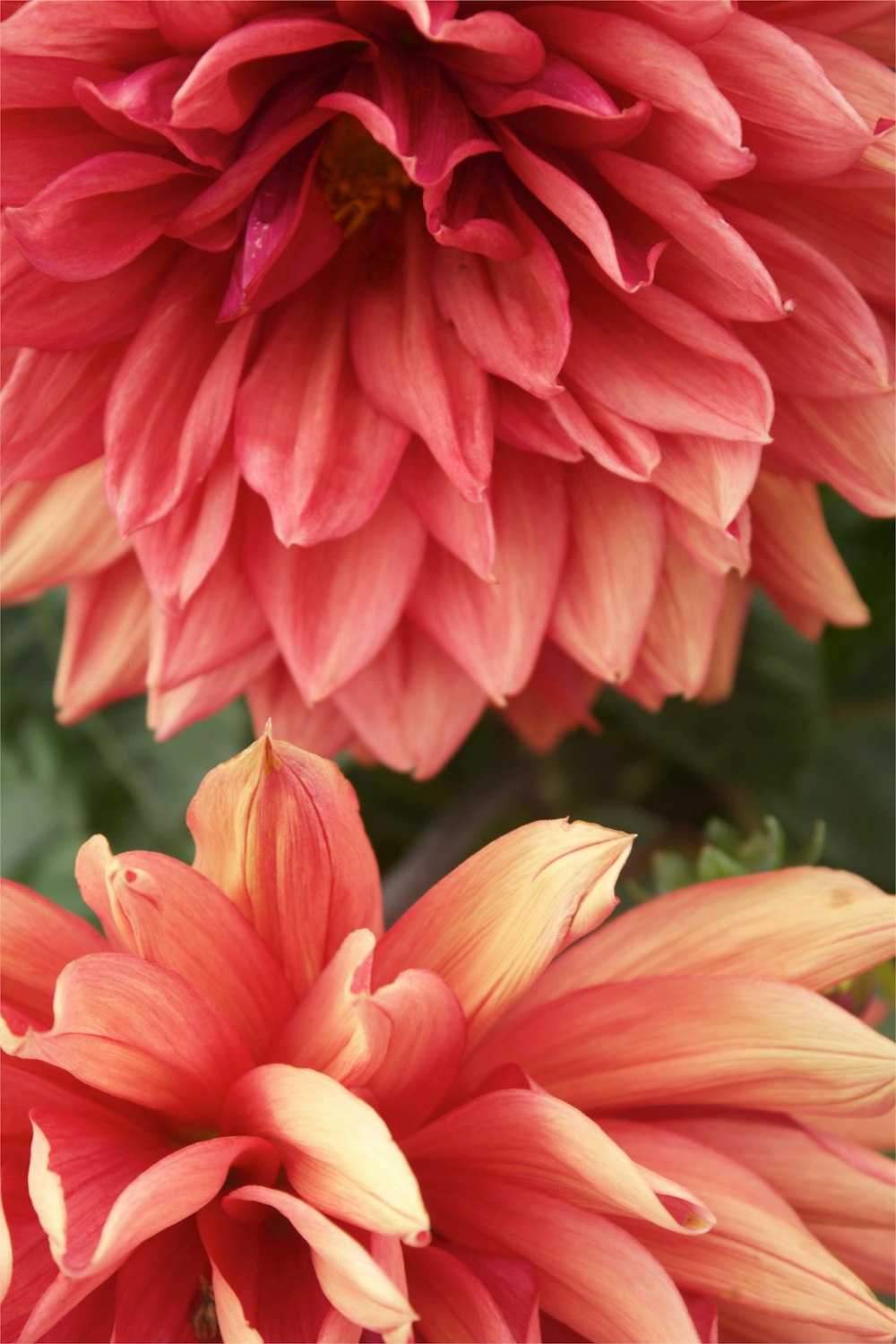 a close up of a pink and yellow flower