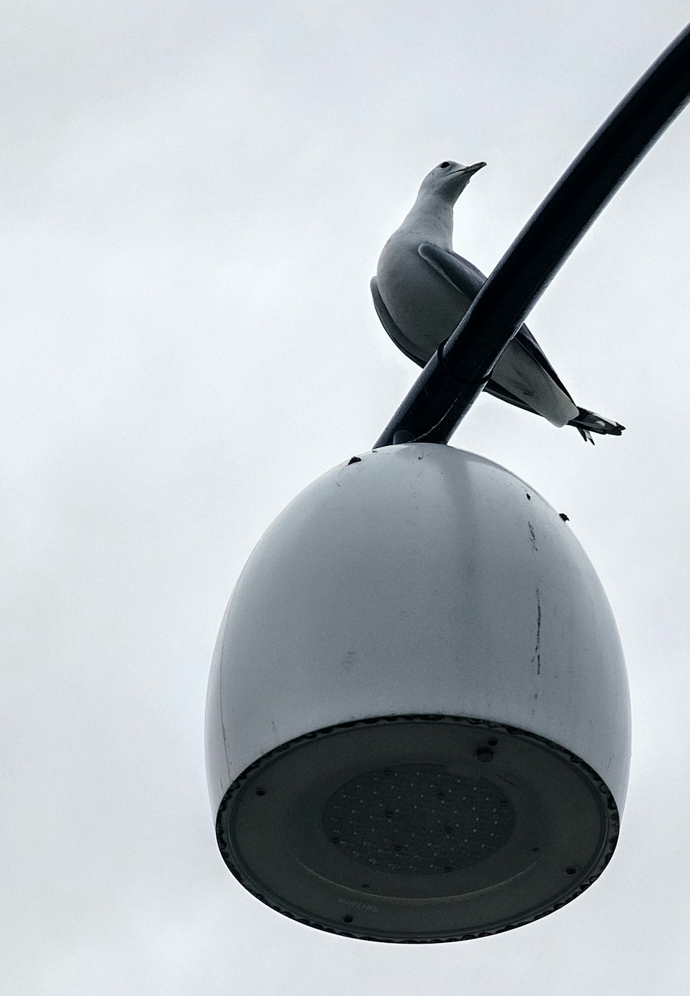 a bird sitting on top of a street light