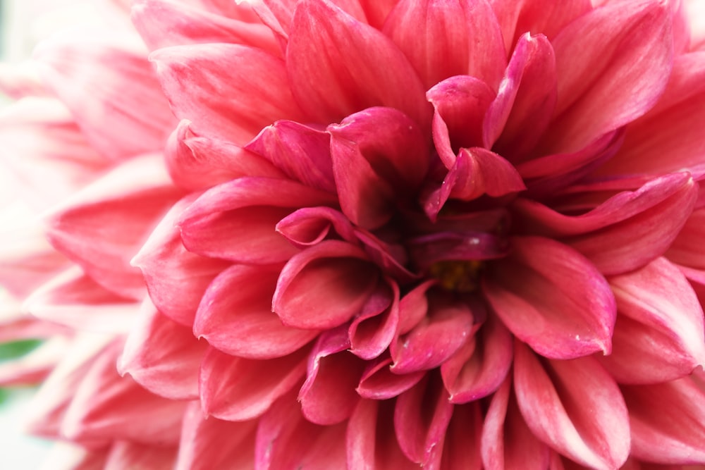 a close up of a pink flower with water droplets