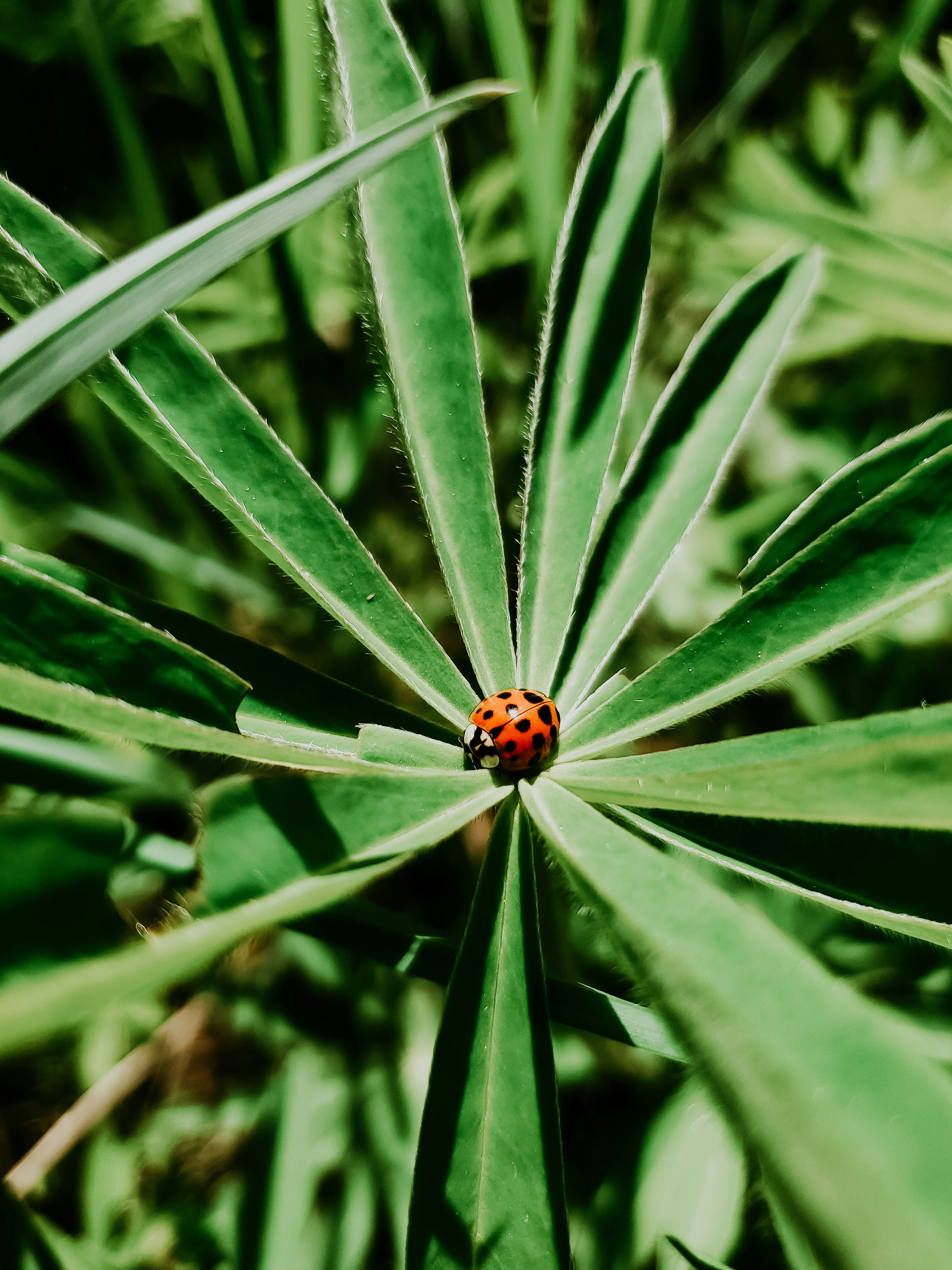 A lady bug sitting on top of a green leaf photo – Free Ukraine Image on ...