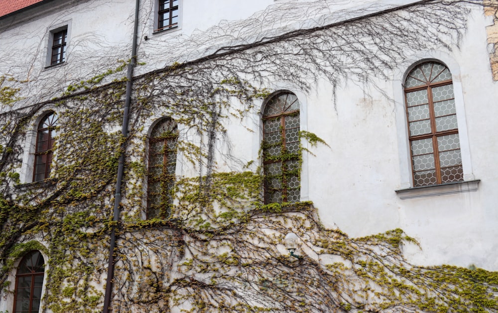 a building with vines growing on the side of it