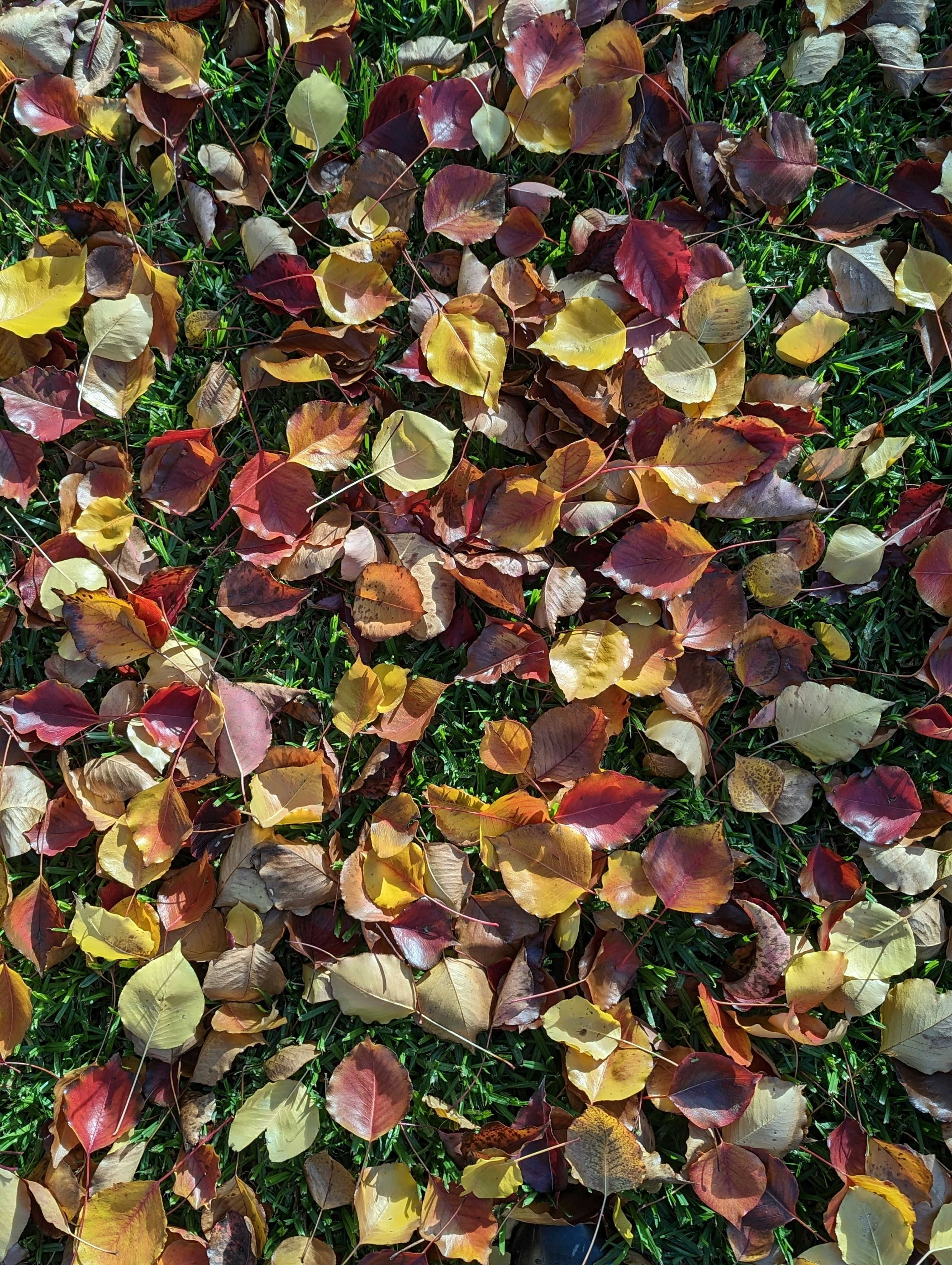 a bunch of leaves that are laying on the ground