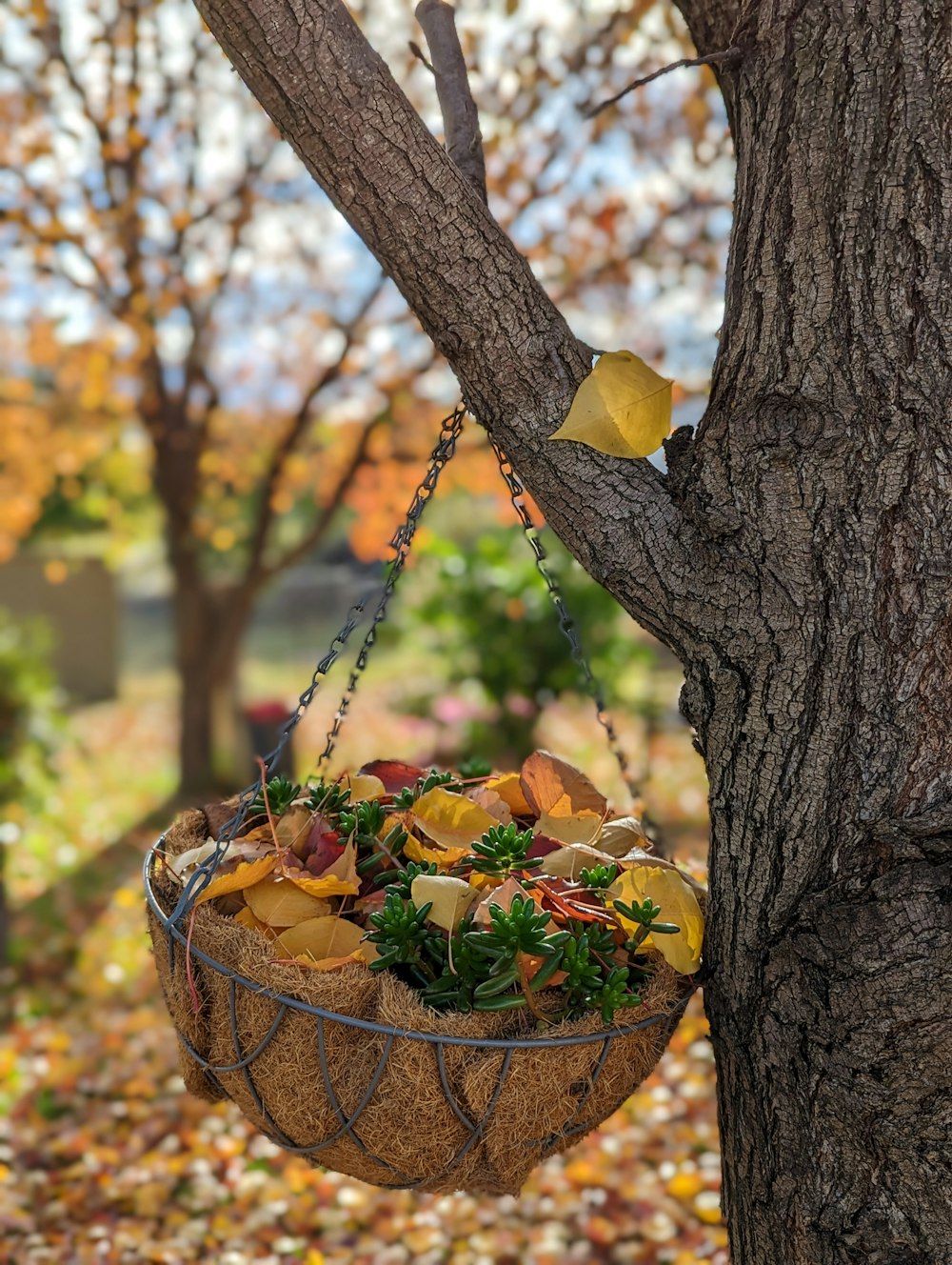 a basket of fruit is hanging from a tree