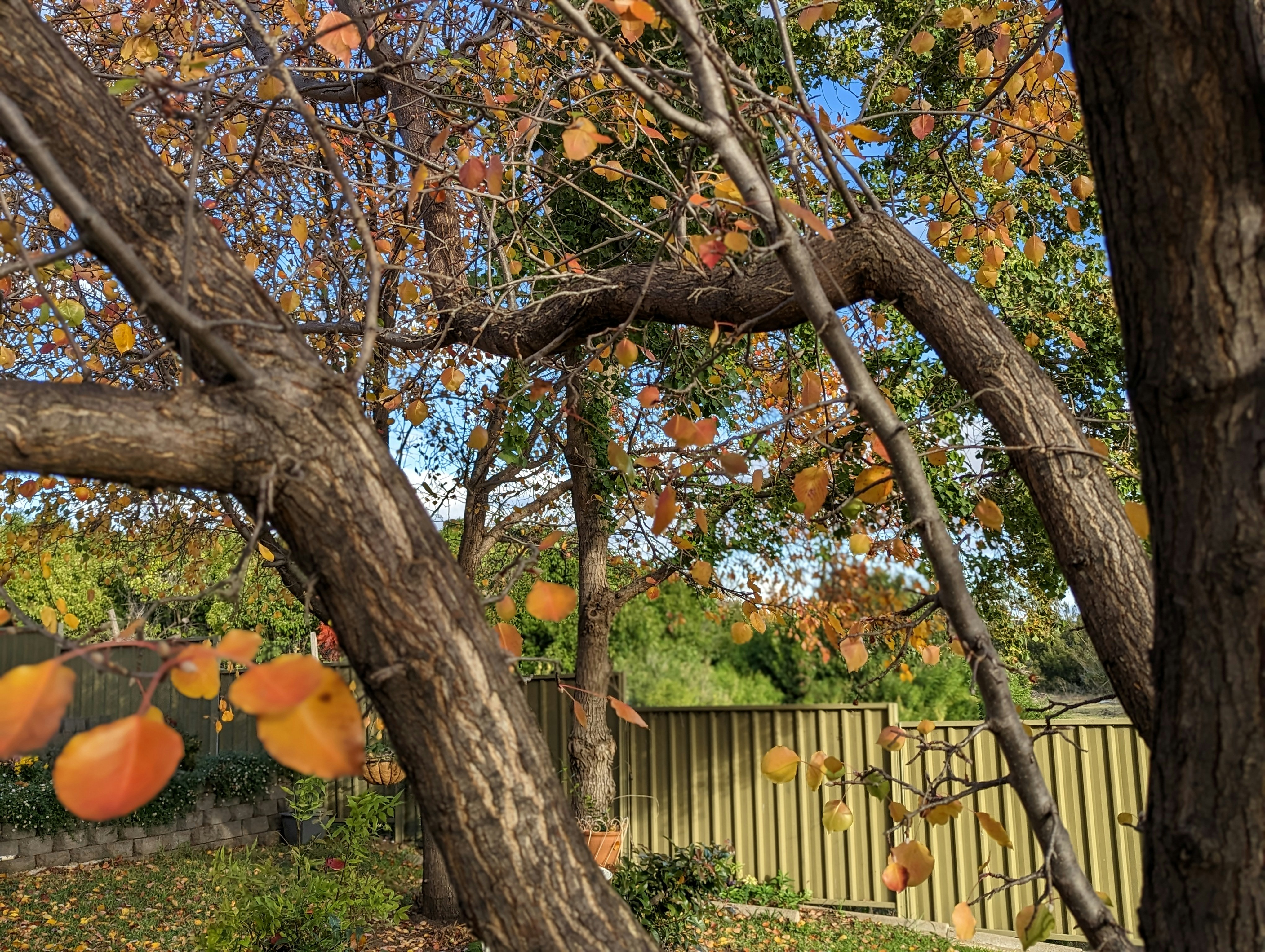 a tree with lots of leaves in a yard