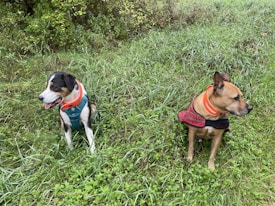 Two dogs are sitting on a grassy field, both wearing harnesses. The black and white dog on the left wears a blue harness and is looking to its right with its tongue out. The brown dog on the right wears a red plaid jacket and an orange collar, gazing to its side. Surrounding them is lush green grass and some shrubs in the background.