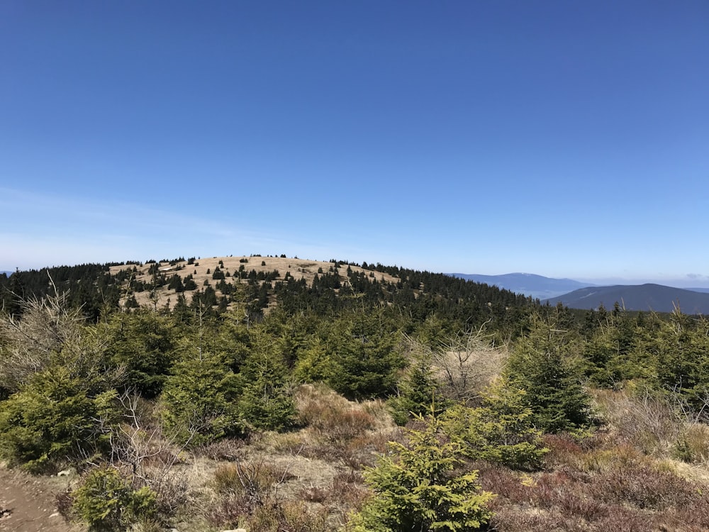 a view of a mountain with trees on the side of it